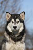 ALASKAN MALAMUTE 754